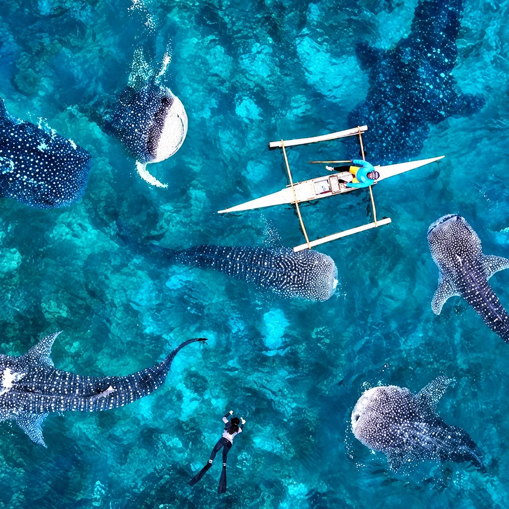 Aerial view of whale sharks around a fisherman’s outrigger boat and a freediver in Oslob