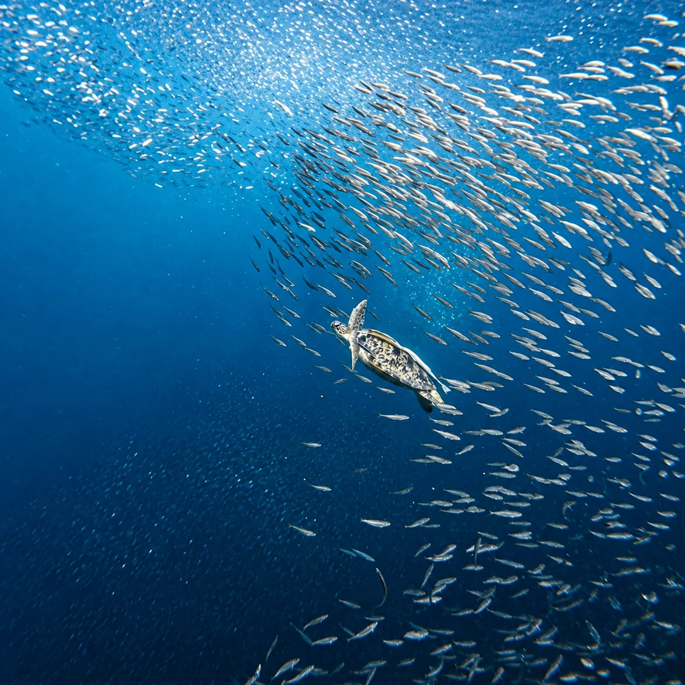 A sea turtle swimming through a sardine school in Moalboal
