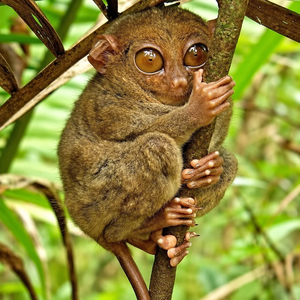 A Philippine tarsier clinging to a branch